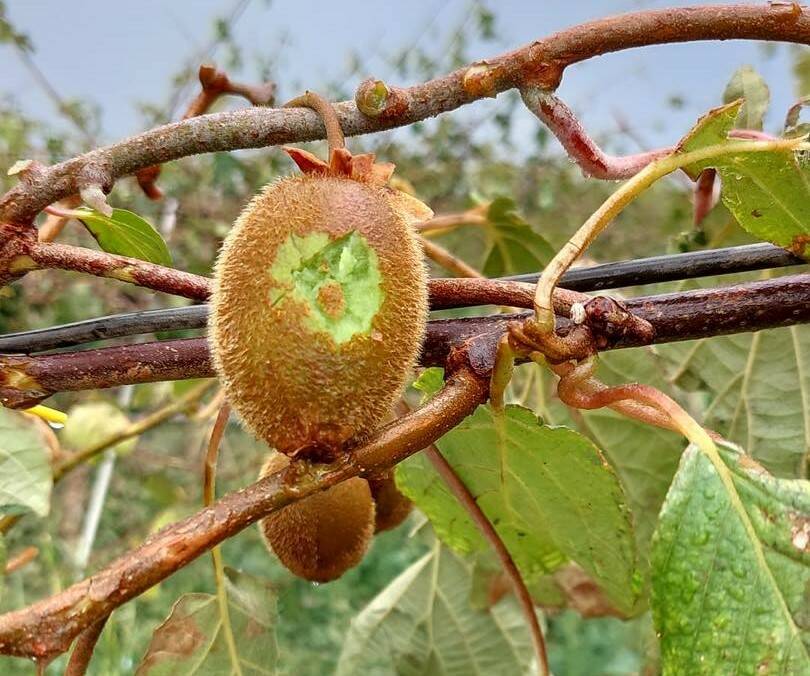 Frutta dopo grandinata